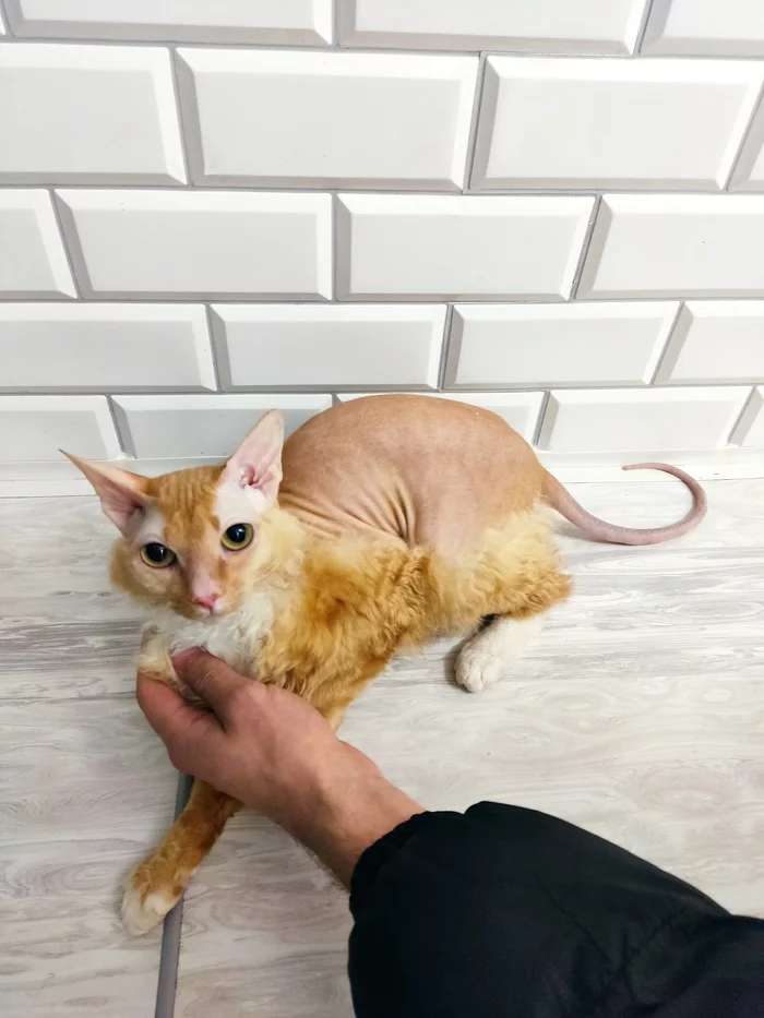 Girls, this is what an unshaven pussy looks like - Pets, cat, Miracle Yudo