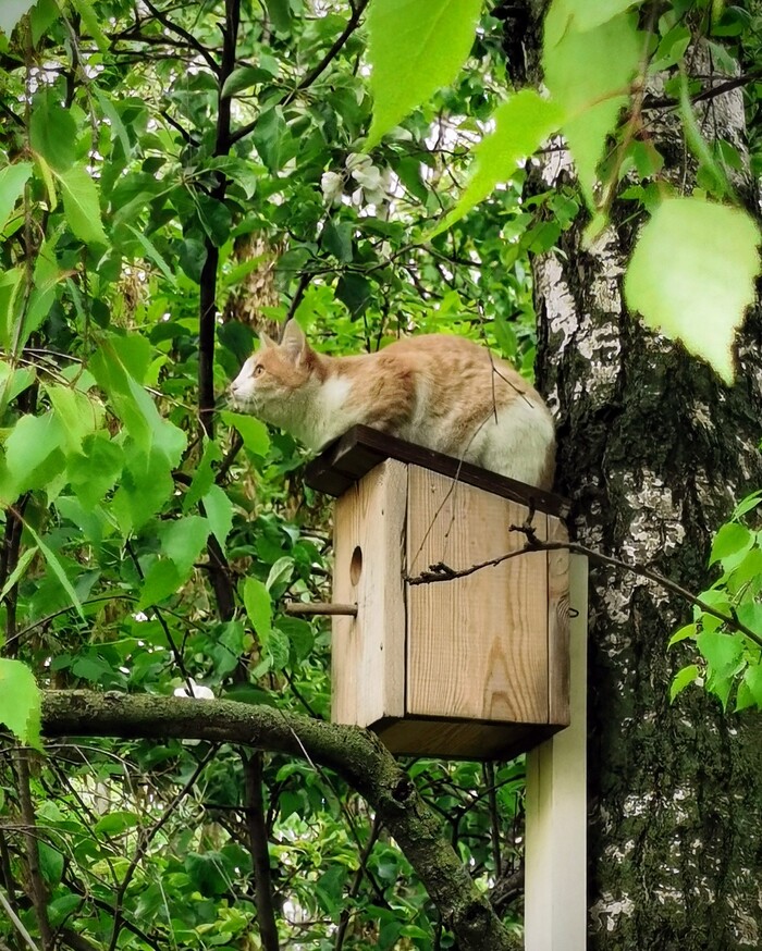 Наблюдатель