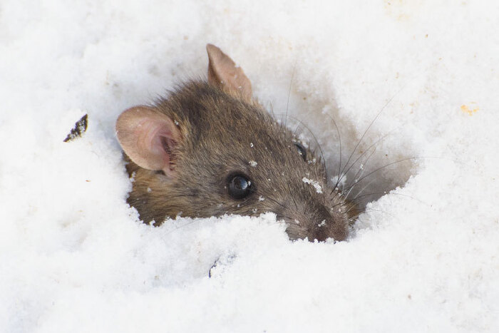 ��� �����