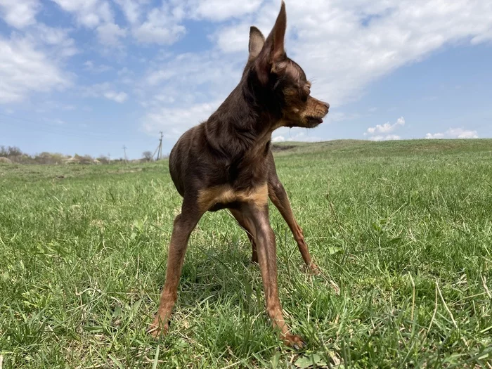 summer meadow - My, Meadow, Summer, Dog, Russian Toy