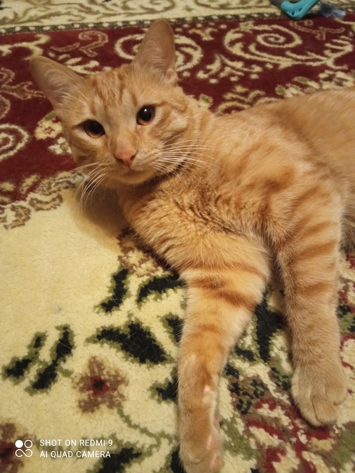 Пропал кот Потерялся кот, Сергиев Посад, Без рейтинга, Кот, Длиннопост, Поиск животных