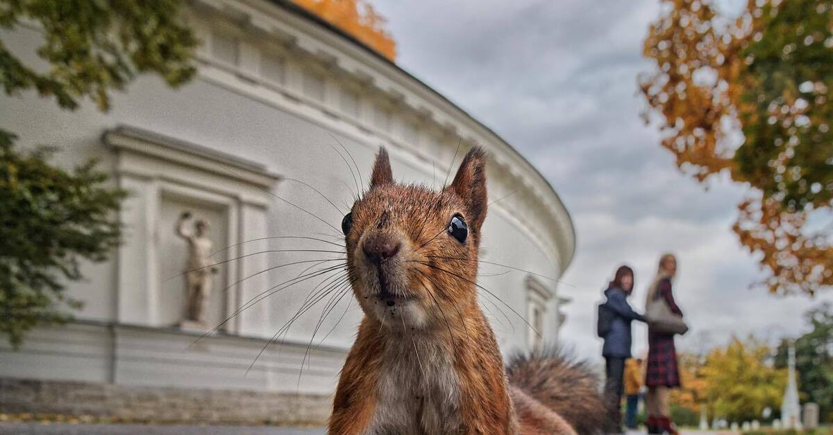 Животные спб. Осень Елагин остров и белка.