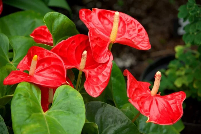 My flower thought - Picture with text, Anthurium, Plants, Humor