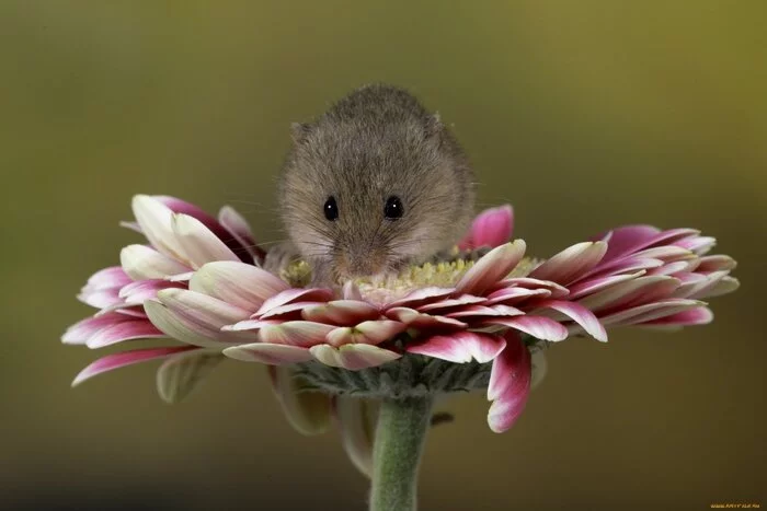 Mouse - The photo, Mouse, Gerberas