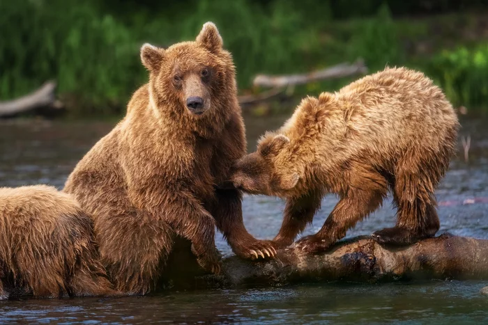 Pulled all the juices from the mother - Brown bears, Teddy bears, Feeding, Mammals, The Bears, Kamchatka, wildlife, Lake, The photo