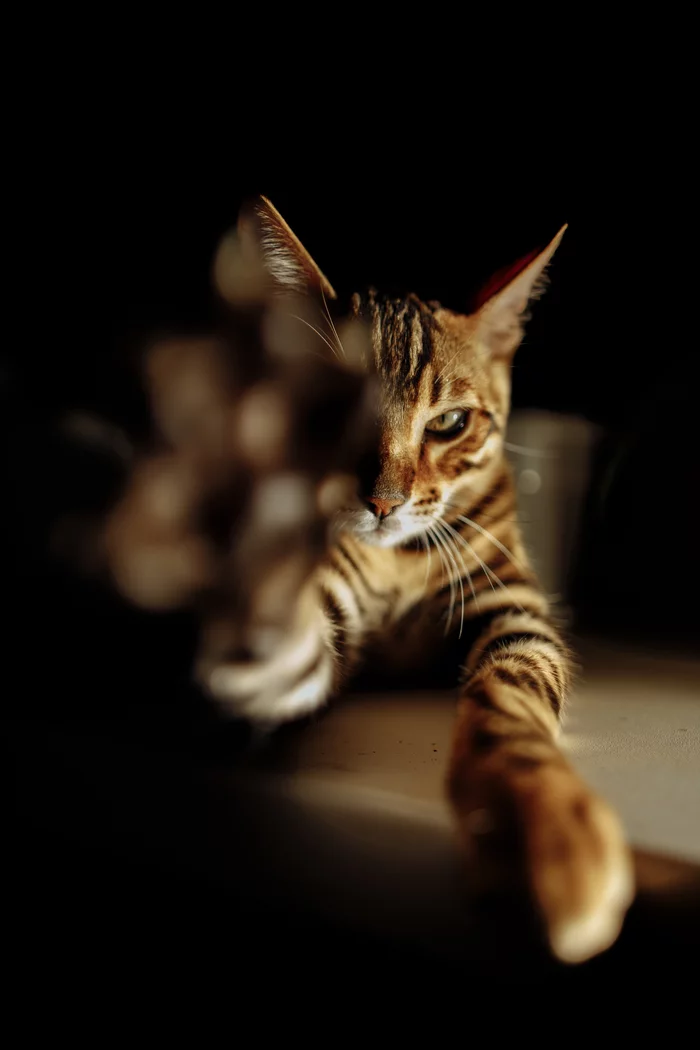 My cat - My, cat, Bengal cat, Longpost