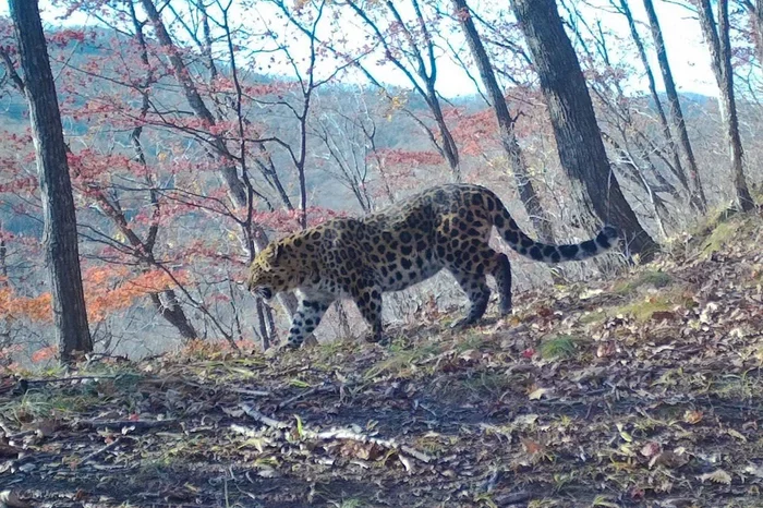 When you want to sleep, but you have to go - Far Eastern leopard, beauty, Yawn, Land of the Leopard, Big cats, Primorsky Krai, Phototrap, wildlife, Wild animals, Leopard, Predatory animals, Cat family, The photo, Milota, Longpost