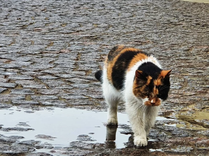 Mood - My, cat, Tricolor cat, Puddle, Reflection, Yearning