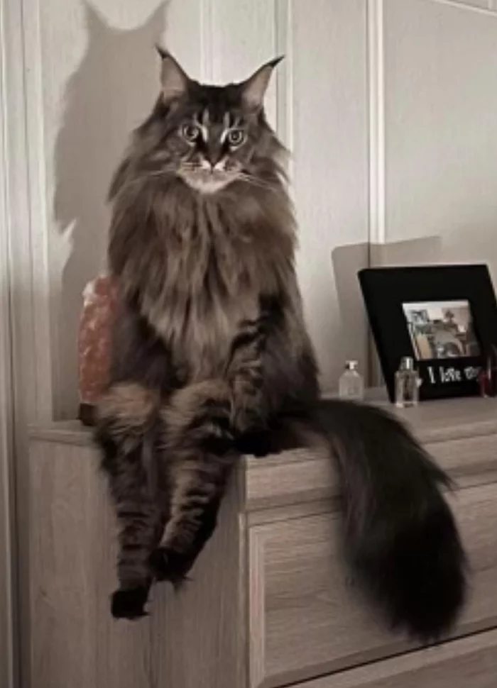 Well, have you finally returned home? - cat, Maine Coon, Is sitting, Expectation, Pose, The photo