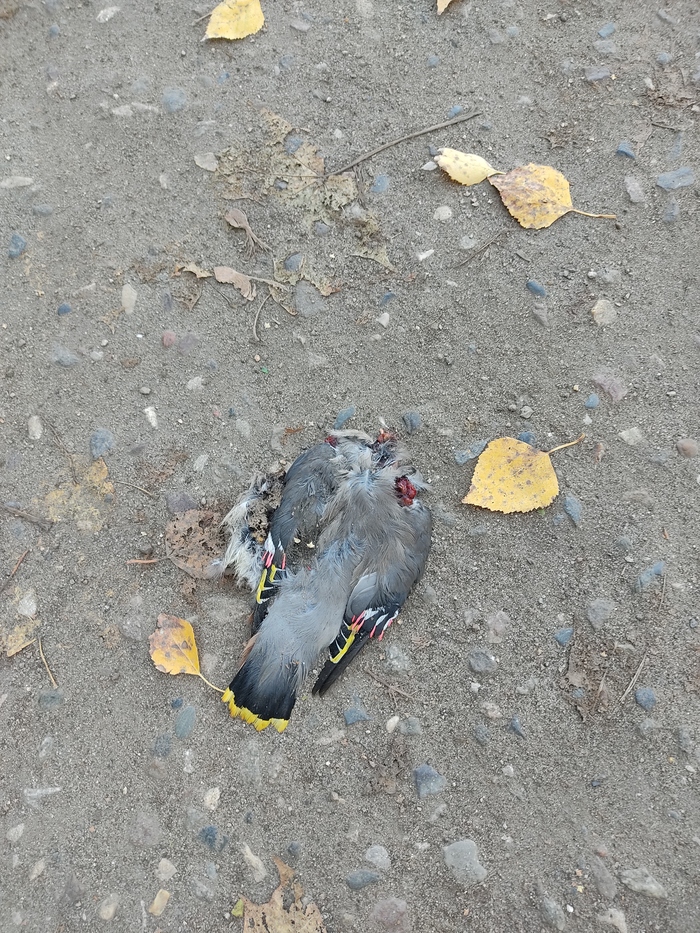 ��������, ����������, ����������, ��� �� �����. ����