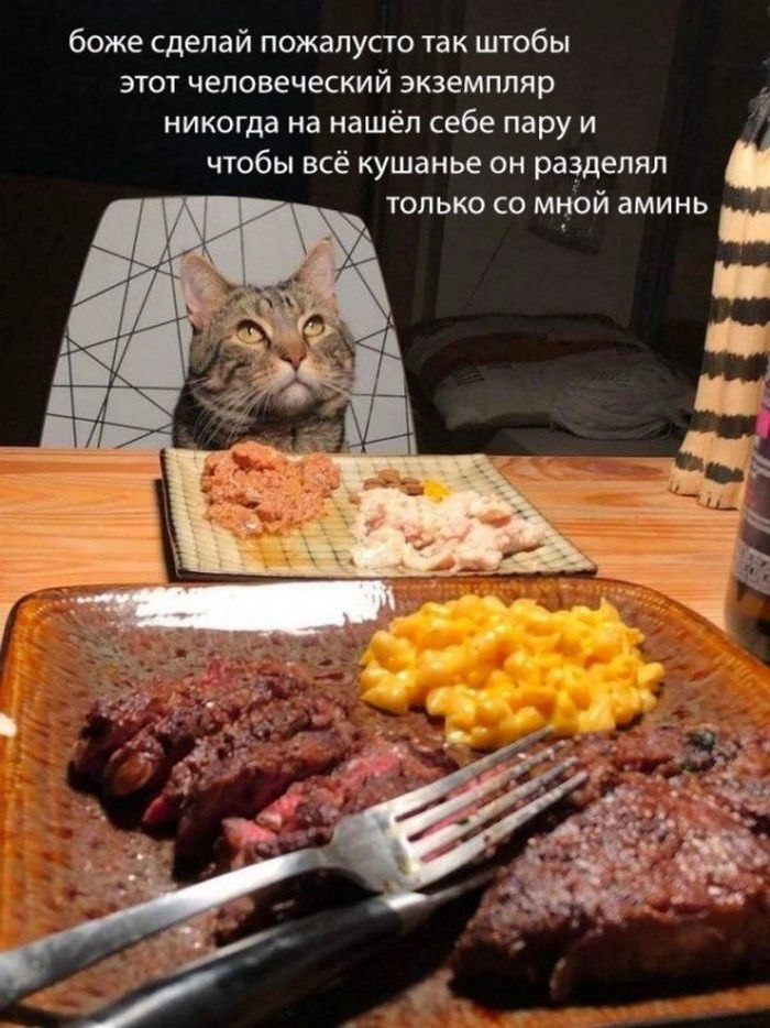 About the best share for yourself - Irony, Humor, Picture with text, God, cat, Food, Selfishness