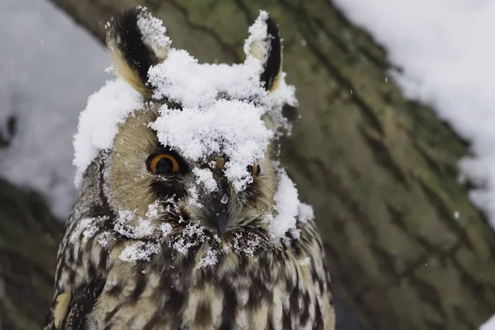 Snow Maiden - Eared, Owl, Tsaritsyno park, Moscow, Birds, The photo, Red Book, Tsaritsyno