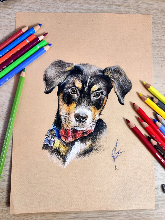 Puppy - My, Drawing lessons, Colour pencils, Puppies