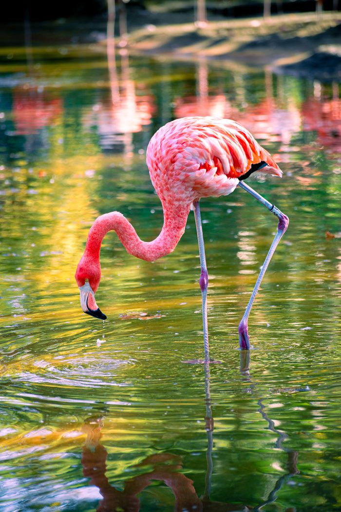 Фламинго Фотография, Фламинго, Птицы, Зоопарк, Барселона город, Длиннопост
