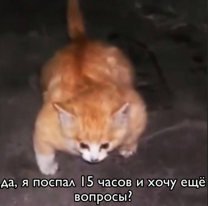 Поэтому у котов 9 жизней