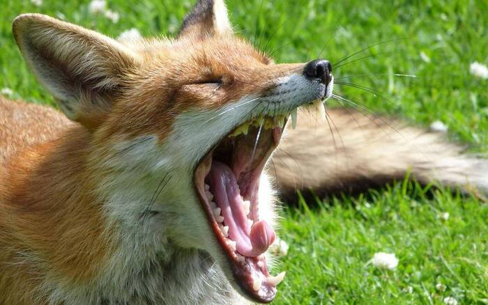 As a child, I dreamed of having a fox and naming her Vera - Wild animals, Dream, Childhood memories, Fox