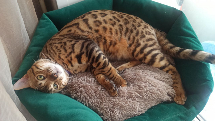 Ответ на пост «Ачивки учителя биологии»