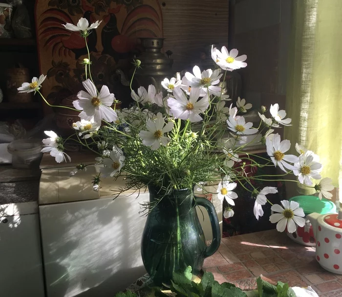 You have the first snow everywhere, and my last kosmeya is blooming ... - My, Picture with text, Bouquet, Flowers, Still life, Village, beauty, Chamomile