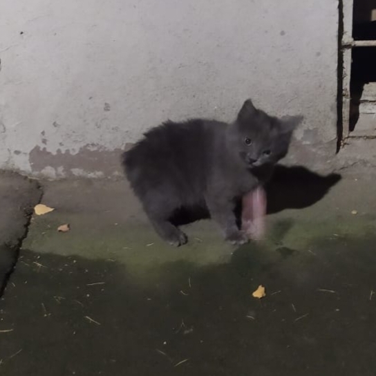 Bobtail kitten thrown out into the street - Moscow and Moscow region - In good hands, Kittens, Moscow, cat, No rating, Homeless animals, Подмосковье