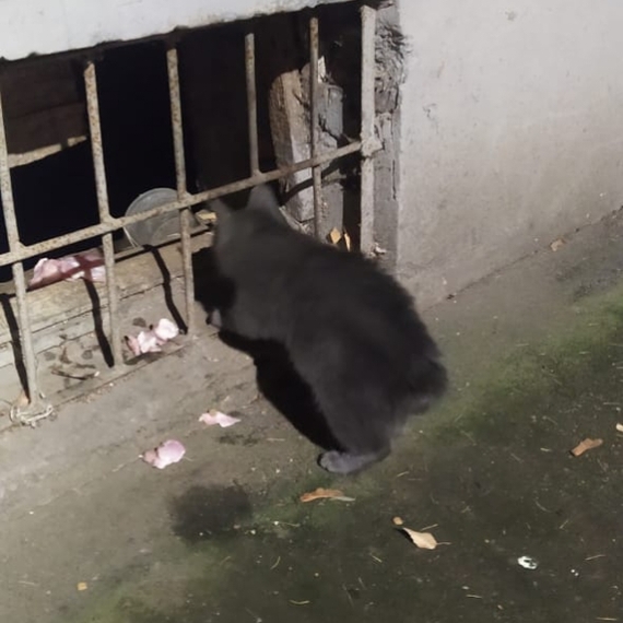 Bobtail kitten thrown out into the street - Moscow and Moscow region - In good hands, Kittens, Moscow, cat, No rating, Homeless animals, Подмосковье