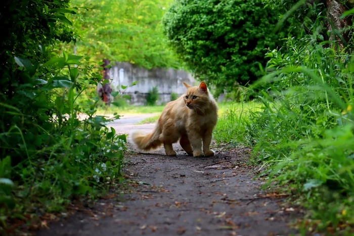 May. handsome redhead - My, Canon, The photo, cat, Beginning photographer