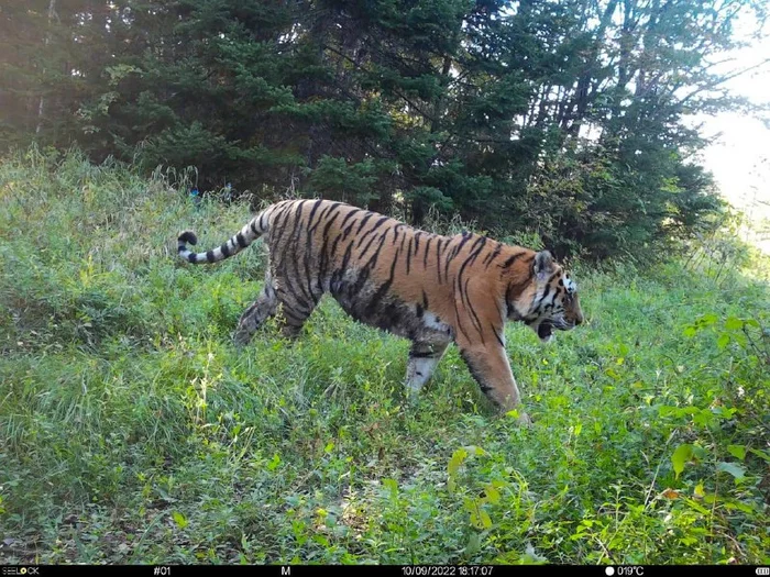 Amur tiger in the Partizansky district of Primorsky Krai - Amur tiger, Partizansky District, Primorsky Krai, beauty, Big cats, Cat family, Predatory animals, Wild animals, wildlife, Tiger