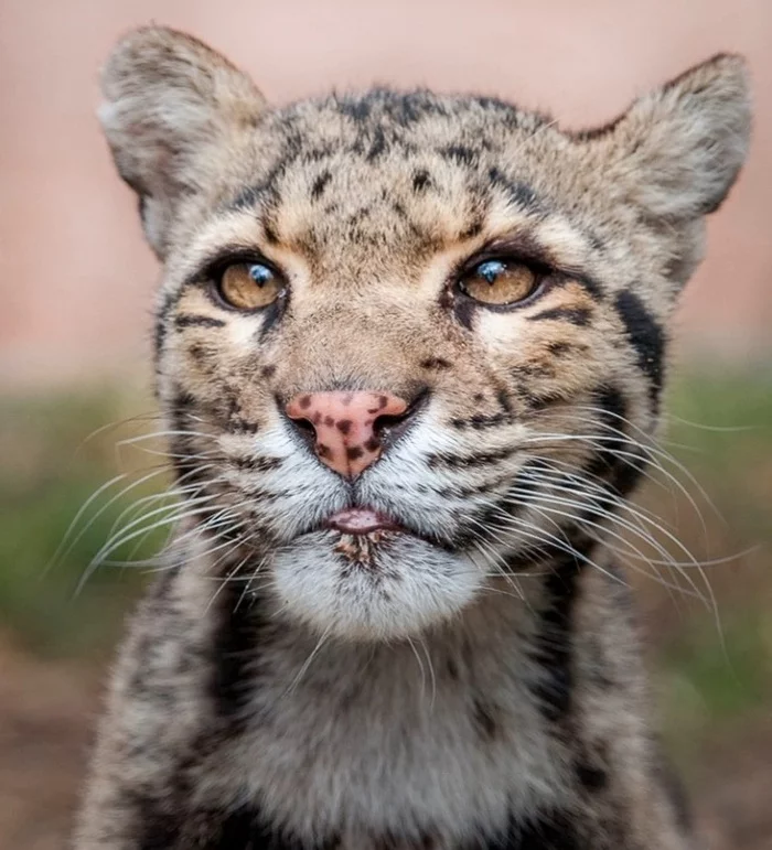 Young clouded leopard - Clouded leopard, Rare view, Big cats, Predatory animals, Mammals, Animals, Wild animals, Zoo, The photo, Young