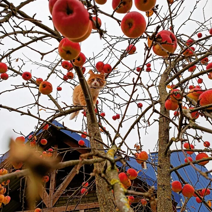 red harvest - My, Autumn, cat, Apples, Republic of Belarus, The photo