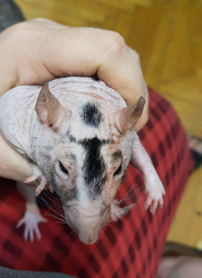 Гиви и его прическа