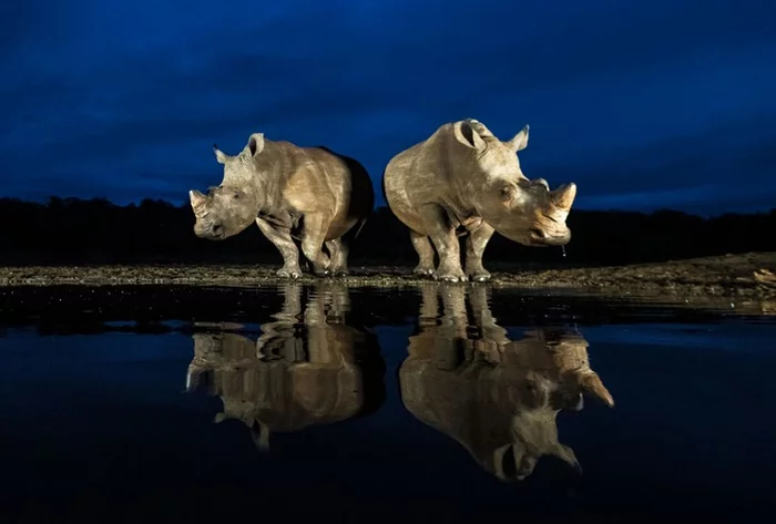 Rhinos in South Africa came to the evening watering hole - Rhinoceros, Waterhole, Reflection, The photo, beauty, Wild animals, South Africa, Reserves and sanctuaries, South Africa, Africa, Around the world, Night shooting