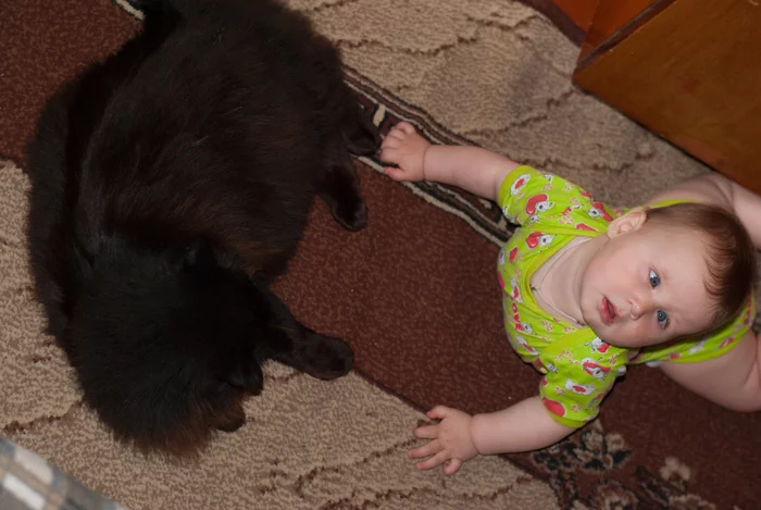 Azazel. Black cat. RIP... - My, cat, Black cat, Pets, Friend, Death