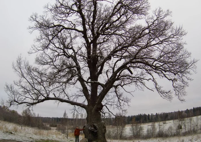 Irinovsky pedunculate oak - My, Oak, Natural monument, Tree, The photo