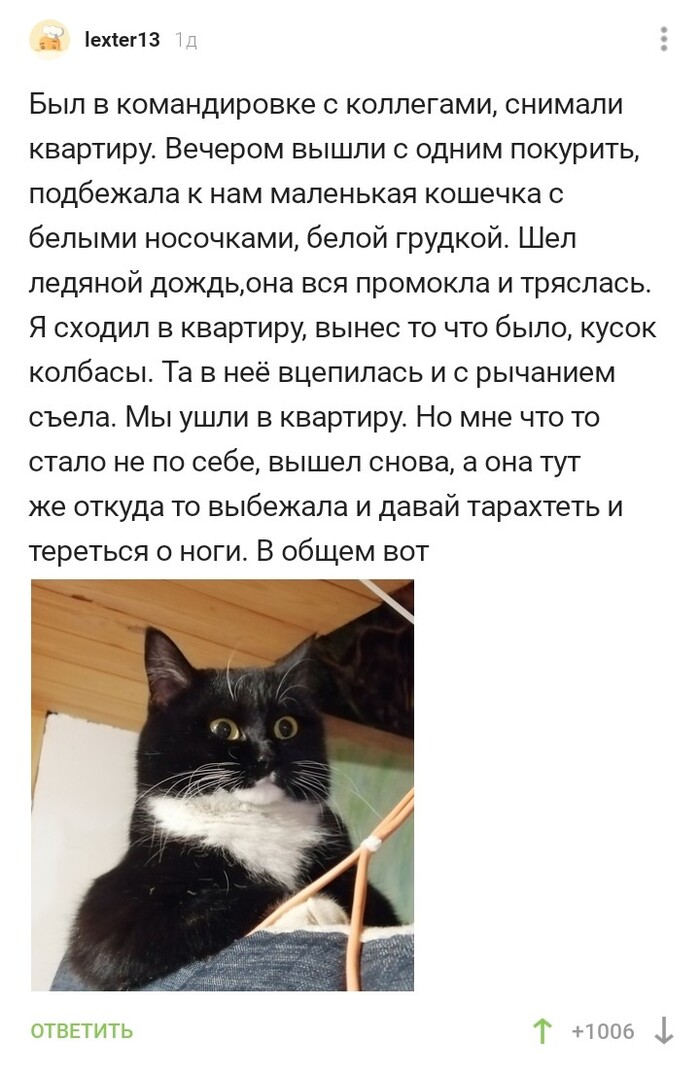 Просто хорошая история про кошечку Кот, Скриншот, Комментарии на Пикабу, Хорошие дела
