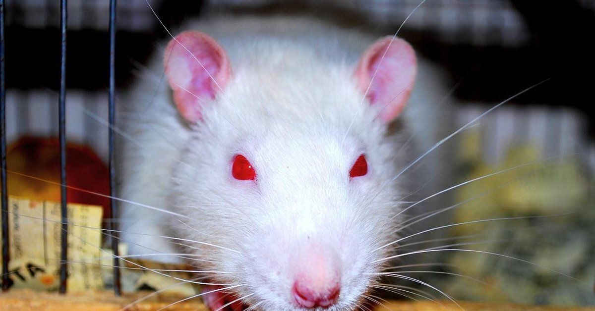 Домашние белые мыши. Сирийский хомяк альбинос. Щур крыса. Криса муш. Белая крыса с красными глазами.