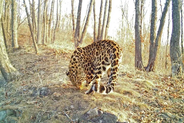 Far Eastern leopard in bright sunlight - Far Eastern leopard, beauty, Valuable personnel, Big cats, wildlife, Wild animals, Leopard, Cat family, Predatory animals, National park, Land of the Leopard, Primorsky Krai