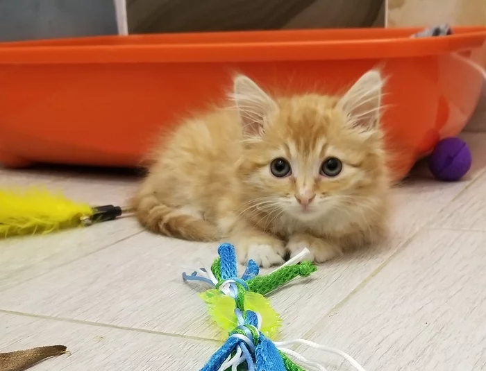 Captain is looking for a home! - My, cat, Kittens, In good hands, Moscow, Milota, Redheads, Pets, Animals, Homeless animals, Animal Rescue, Help, Funny, Animal shelter, Murkosh shelter, Volunteering, Video, Vertical video, Longpost