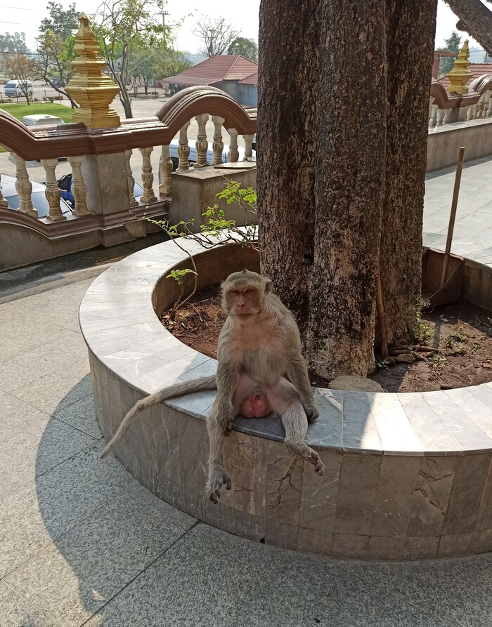 ����� ���� ��� ��������