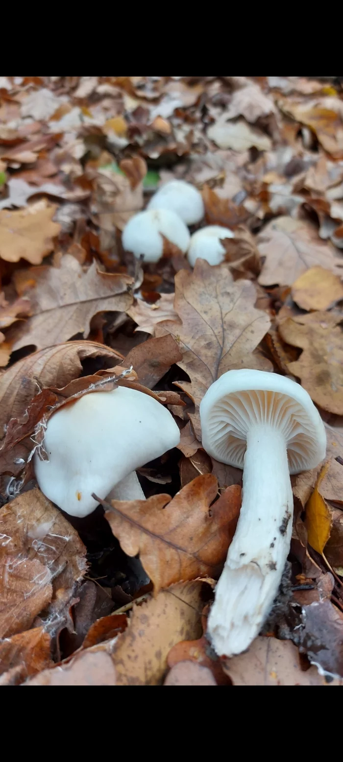 mushrooms - My, Mushrooms, Nature, Mushroom pickers, Walk, Forest, Autumn