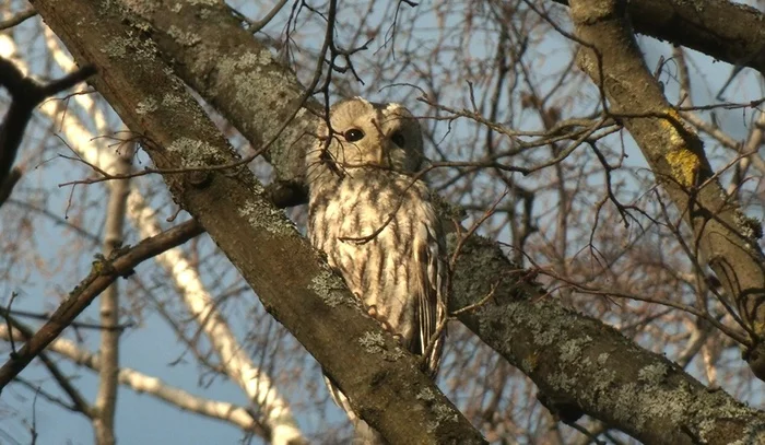 It became easier to find the Tawny Owl in St. Petersburg - My, The nature of Russia, wildlife, Owl, Pavel Glazkov, Longpost, Tawny owl, Grey Owl