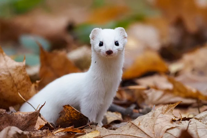 Did you get a mouse? - Weasel, White, Wild animals, Bitsevsky Park, Bitsa, The park, Cunyi, Nature, Predatory animals, The photo, beauty, Autumn