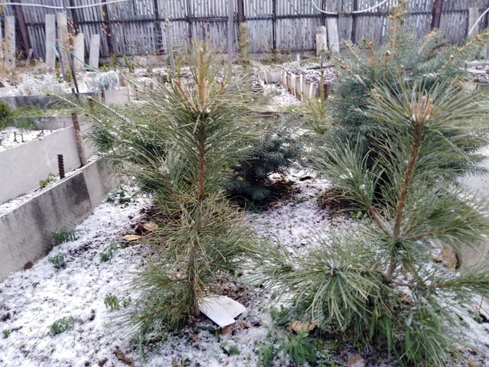 My coniferous nursery - My, Pine, Cedar, Christmas trees, Fir, Nursery, Transfer, Garden, Ural, The photo, Longpost
