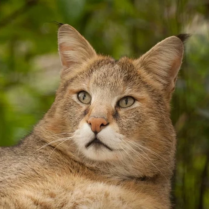 You ask me for a photo but you do it without respect - Jungle cat, Small cats, Cat family, Animals, Mammals, Wild animals, The photo