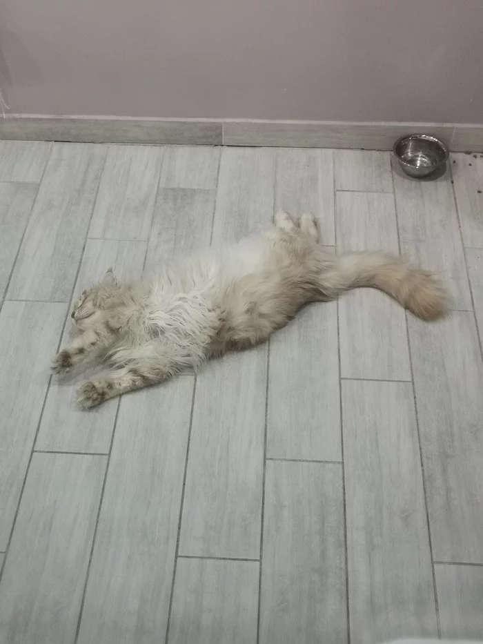 My cat is broken - My, Maine Coon, Small cats, cat, Pets