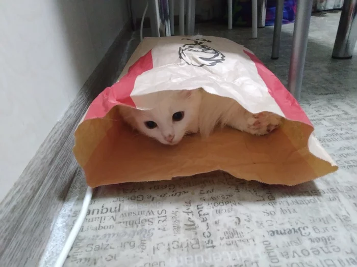 There is no better home in the world than a bag of KFC - My, cat, KFC, Paper bag