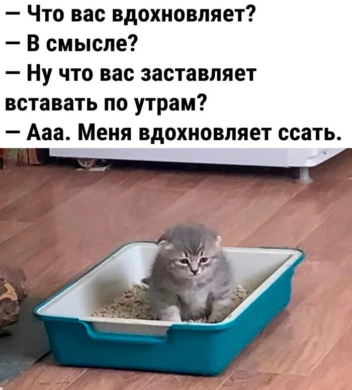 Does everyone have it? - cat, Picture with text, Humor, Vital, Dream, Tray, Dialog, Morning, Toilet