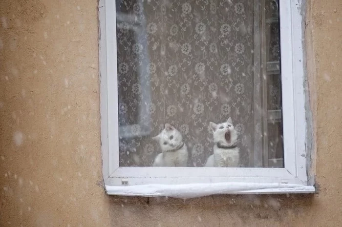 Ты не поверишь! - Кот, Снег, За окном, Фотография, Удивление, Ты не поверишь, Милота