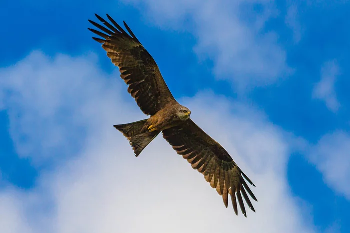 black kite - Black Kite, Predator birds, Hawks, The photo, Kite, Birds, beauty