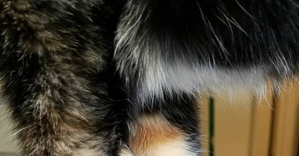 Запястные усы | Пикабу