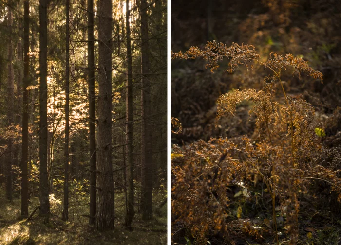 Gloomy autumn - My, The photo, Nature, Autumn, Leningrad region, Fern