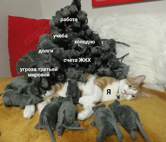 Briefly about the current situation - Humor, cat, Vital, Picture with text